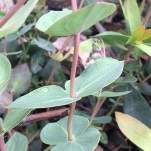 Veronica perfoliata at Yaouk, NSW - 28 Nov 2021 12:00 PM