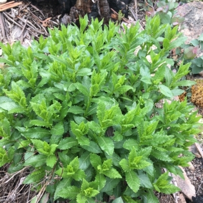 Senecio linearifolius var. latifolius at Scabby Range Nature Reserve - 28 Nov 2021 by Ned_Johnston