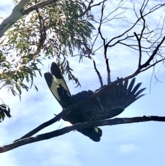 Zanda funerea (Yellow-tailed Black-Cockatoo) at Bruce, ACT - 29 Nov 2021 by goyenjudy