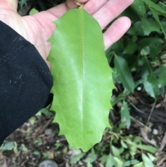 Doryphora sassafras at Morton National Park - 14 Nov 2021 by Tapirlord