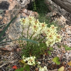 Stackhousia monogyna (Creamy Candles) at Yaouk, NSW - 28 Nov 2021 by NedJohnston