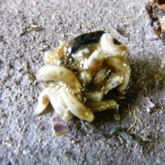 Unverified Other Invertebrate at Tathra, NSW - 29 Nov 2021 by TathraPreschool