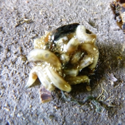 Unverified Other Invertebrate at Tathra, NSW - 29 Nov 2021 by TathraPreschool
