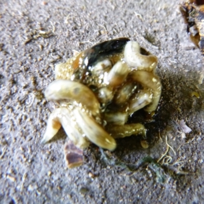 Unidentified Other Invertebrate at Tathra, NSW - 29 Nov 2021 by TathraPreschool