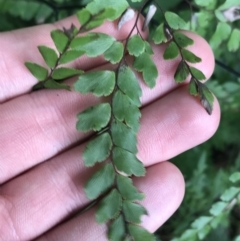 Adiantum formosum (Black Stem, Black-stem Maidenhair) at Morton National Park - 14 Nov 2021 by Tapirlord