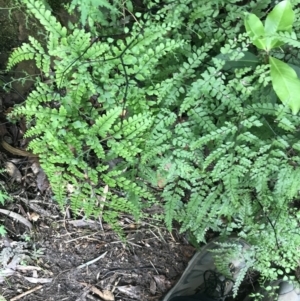 Adiantum formosum at Bundanoon, NSW - 14 Nov 2021