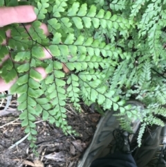 Adiantum formosum at Bundanoon, NSW - 14 Nov 2021