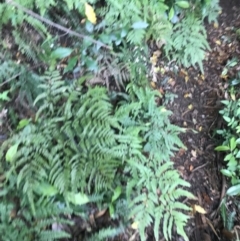 Adiantum formosum at Bundanoon, NSW - 14 Nov 2021 12:11 PM