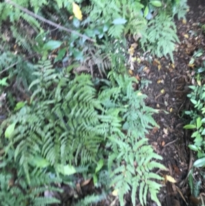 Adiantum formosum at Bundanoon, NSW - 14 Nov 2021