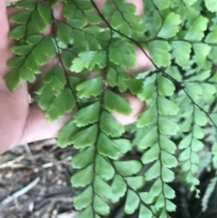 Adiantum formosum at Bundanoon, NSW - 14 Nov 2021