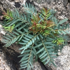 Polyscias sambucifolia (Elderberry Panax) at Scabby Range Nature Reserve - 28 Nov 2021 by Ned_Johnston