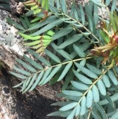 Polyscias sambucifolia at Yaouk, NSW - 28 Nov 2021