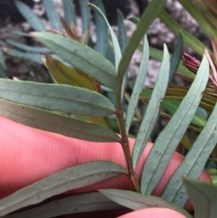 Polyscias sambucifolia at Yaouk, NSW - 28 Nov 2021