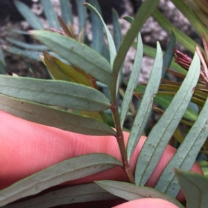 Polyscias sambucifolia at Yaouk, NSW - 28 Nov 2021