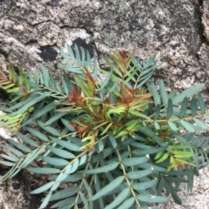 Polyscias sambucifolia at Yaouk, NSW - 28 Nov 2021