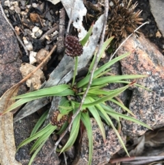 Luzula ovata (Pyramid Woodrush) at Scabby Range Nature Reserve - 28 Nov 2021 by Ned_Johnston