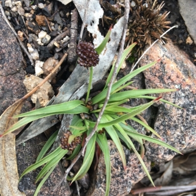 Luzula ovata (Pyramid Woodrush) at Yaouk, NSW - 28 Nov 2021 by Ned_Johnston