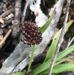 Luzula ovata at Yaouk, NSW - 28 Nov 2021 12:20 PM