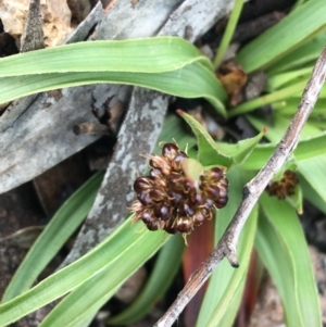 Luzula ovata at Yaouk, NSW - 28 Nov 2021 12:20 PM