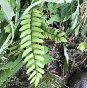 Pellaea falcata at Bundanoon, NSW - suppressed