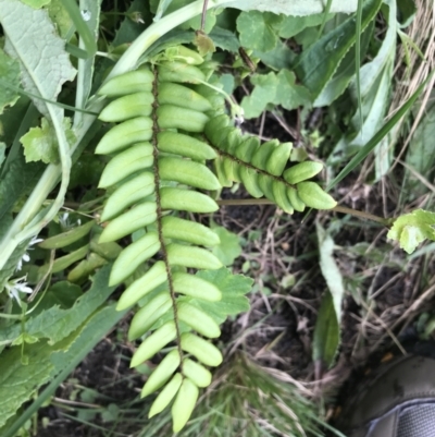 Pellaea falcata (Sickle Fern) at Morton National Park - 14 Nov 2021 by Tapirlord