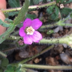 Geranium potentilloides var. potentilloides (Downy Geranium) at Yaouk, NSW - 28 Nov 2021 by NedJohnston