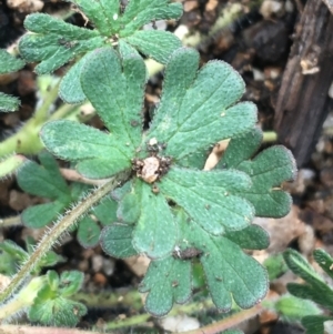 Geranium potentilloides var. potentilloides at Yaouk, NSW - 28 Nov 2021