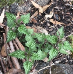 Urtica incisa (Stinging Nettle) at Scabby Range Nature Reserve - 28 Nov 2021 by Ned_Johnston
