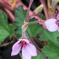 Pelargonium australe (Austral Stork's-bill) at Scabby Range Nature Reserve - 28 Nov 2021 by Ned_Johnston