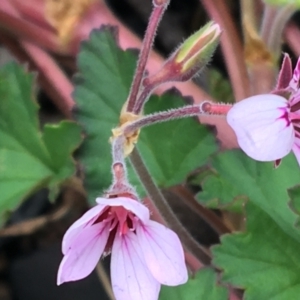 Pelargonium australe at Yaouk, NSW - 28 Nov 2021