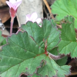 Pelargonium australe at Yaouk, NSW - 28 Nov 2021