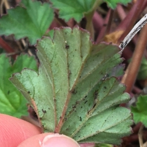 Pelargonium australe at Yaouk, NSW - 28 Nov 2021