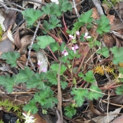 Pelargonium australe at Yaouk, NSW - 28 Nov 2021