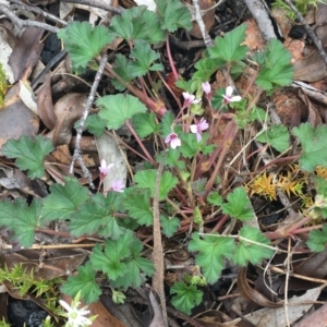 Pelargonium australe at Yaouk, NSW - 28 Nov 2021