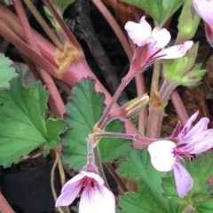 Pelargonium australe at Yaouk, NSW - 28 Nov 2021