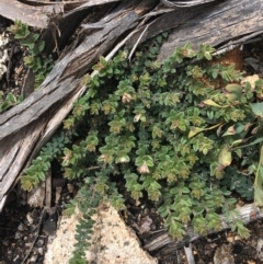 Oxylobium ellipticum (Common Shaggy Pea) at Mount Clear, ACT - 28 Nov 2021 by NedJohnston