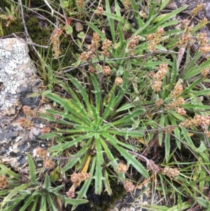 Plantago varia at Mount Clear, ACT - 28 Nov 2021 12:43 PM