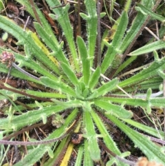 Plantago varia at Mount Clear, ACT - 28 Nov 2021 12:43 PM