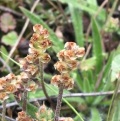 Plantago varia at Mount Clear, ACT - 28 Nov 2021 12:43 PM