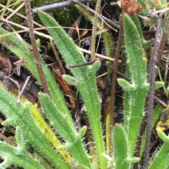 Plantago varia at Mount Clear, ACT - 28 Nov 2021 12:43 PM