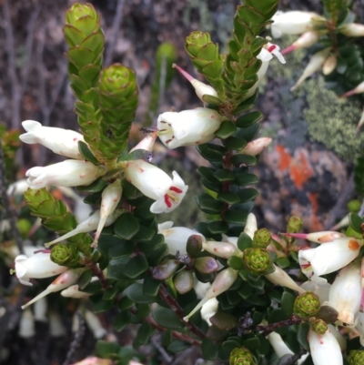 Epacris robusta (Round-leaf Heath) at Mount Clear, ACT - 28 Nov 2021 by Ned_Johnston