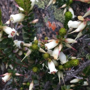 Epacris robusta at Mount Clear, ACT - 28 Nov 2021