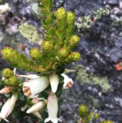 Epacris robusta at Mount Clear, ACT - 28 Nov 2021