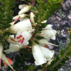 Epacris robusta at Mount Clear, ACT - 28 Nov 2021