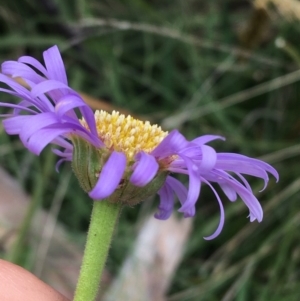 Brachyscome spathulata at Mount Clear, ACT - 28 Nov 2021 12:42 PM