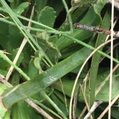 Brachyscome spathulata at Mount Clear, ACT - 28 Nov 2021 12:42 PM