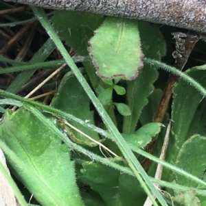 Brachyscome spathulata at Mount Clear, ACT - 28 Nov 2021