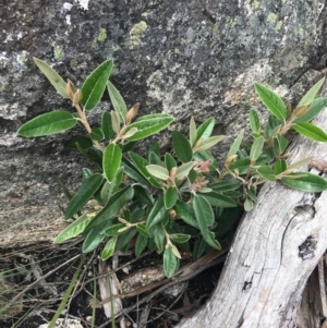 Olearia megalophylla at Mount Clear, ACT - 28 Nov 2021