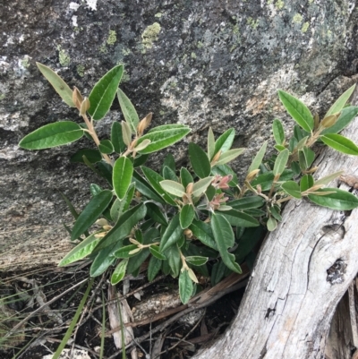 Olearia megalophylla (Large-leaf Daisy-bush) at Namadgi National Park - 28 Nov 2021 by Ned_Johnston
