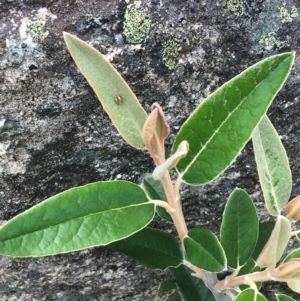 Olearia megalophylla at Mount Clear, ACT - 28 Nov 2021